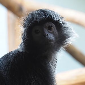 Javan lutung (Trachypithecus auratus), Feb 27th, 2019