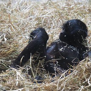 Juvenile Colombian black spider monkey (Ateles fusciceps rufiventris), Feb 27th, 2019