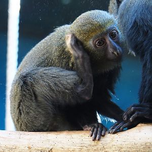 Juvenile Hamlyn's monkey (Cercopithecus hamlyni), Feb 27th, 2019
