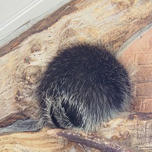 North American porcupine (Erethizon dorsatum), Feb 27th, 2019