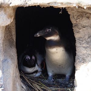 African black-footed penguins (Spheniscus demersus) in nesting box (Feb 27th, 2019)