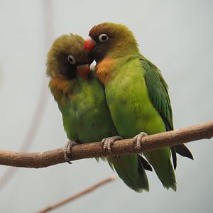 Black-cheeked lovebirds (Agapornis nigrigenis), Feb 27th, 2019
