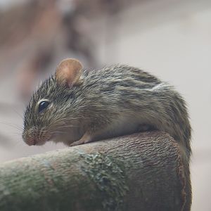 Barbary striped grass mouse (Lemniscomys barbarus), Feb 27th, 2019
