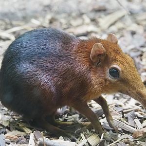 Black-and-rufous sengi (Rhynchocyon petersi), Feb 27th, 2019