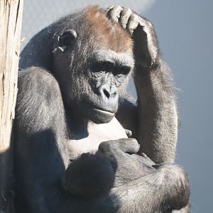 Western lowland gorilla (Gorilla gorilla gorilla) Mayani with baby Thandie (Feb 27th, 2019)