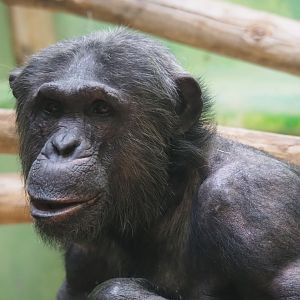 Common chimpanzee (Pan troglodytes), Feb 27th, 2019