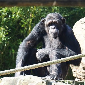 Common chimpanzee (Pan troglodytes), Feb 27th, 2019