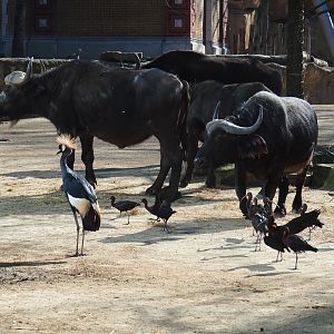 Cape buffalos (Syncerus caffer caffer) and birds in the savanna aviary (Feb 27th, 2019)