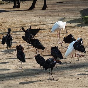 Glossy ibis (Plegadis falcinellus) and African spoonbills (Platalea alba), Feb 27th, 2019