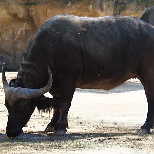 Cape buffalo (Syncerus caffer caffer), Feb 27th, 2019