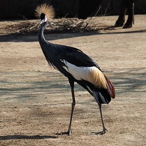 Hybrid crowned crane (Balearica regulorum x B. pavonina), Feb 27th, 2019