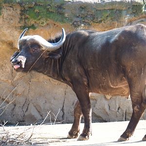 Cape bufallo bull (Syncerus caffer caffer), Feb 27th, 2019
