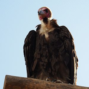 Hooded vulture (Necrosyrtes monachus), Feb 27th, 2019