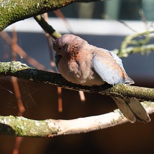 Laughing dove (Streptopelia senegalensis), Feb 27th, 2019