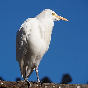 Western cattle egret (Bubulcus ibis ibis), Feb 27th, 2019