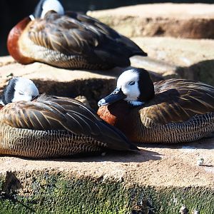 White-faced whistling ducks (Dendrocygna viduata), Feb 27th, 2019