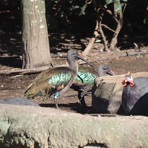Hadada ibisses (Bostrychia hagedash), Feb 19th, 2019
