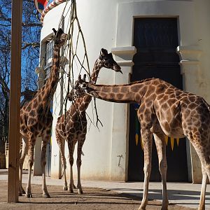 Group of hybrid giraffes standing next to the Egyptian temple (Feb 19th, 2019)