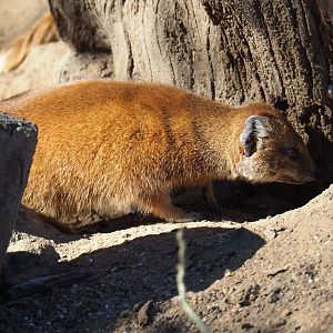 Yellow mongoose (Cynictis penicillata), Feb 27th, 2019