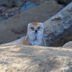 Yellow mongoose (Cynictis penicillata), Feb 27th, 2019