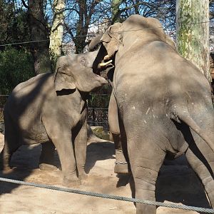 Adolescent Asian elephant (Elephas maximus) bulls Assam and Ming Jung having a conflict (Feb 27th, 2019)