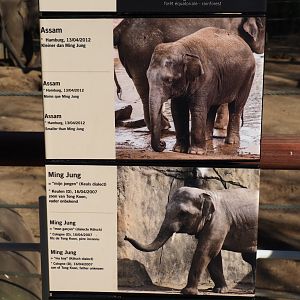 Identification signs Asian elephants Assam and Ming Jung (Feb 27th, 2019)