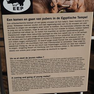 Sign about holding of adolescent male elephants at Antwerp (Feb 27th, 2019)