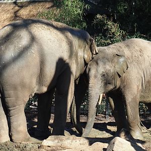Adolescent male Asian elephants (Elephas maximus) Ming Jung and Assam at Antwerp (Feb 27th, 2019)