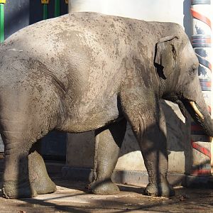 Adolescent Asian elephant (Elephas maximus) bull Assam (Feb 27th, 2019)