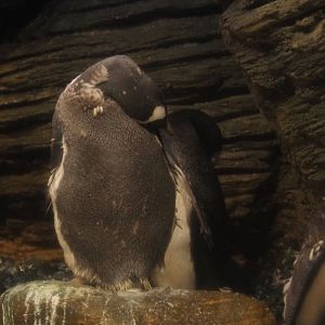 Subantarctic gentoo penguin (Pygoscelis papua papua), Feb 27th, 2019