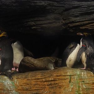 Macaroni penguins (Eudyptes chrysolophus), Feb 27th, 2019