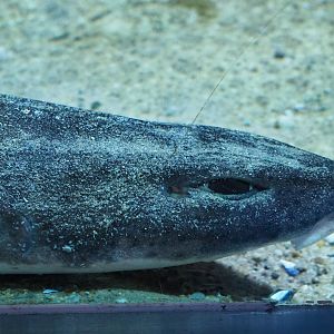 Small-spotted catshark (Scyliorhinus canicula), Feb 27th, 2019