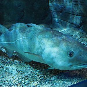 Atlantic cod (Gadus morhua), Feb 27th, 2019