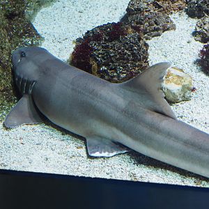 Brown-banded bamboo shark (Chiloscyllium punctatum), Feb 27th, 2019