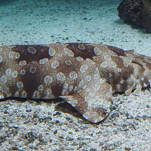 Spotted wobbegong (Orectolobus maculatus), Feb 27th, 2019