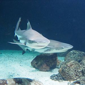 Blacktip reef sharks (Carcharinus melanopterus), Feb 27th, 2019