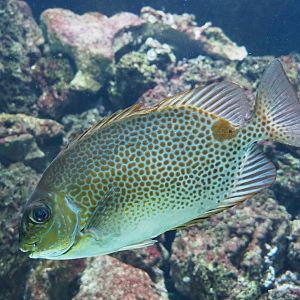 Orange-spotted spinefoot (Siganus vittatus), Feb 27th, 2019