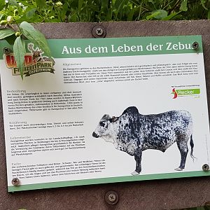 Sign Zebu