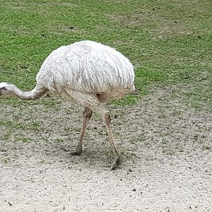 White Rhea