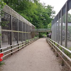 Barbary macaque enclosures with connection-tunnel