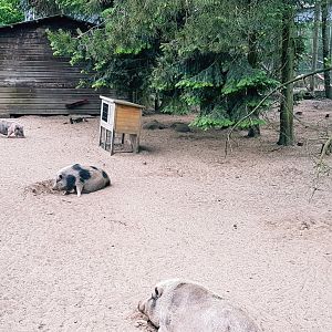 Pot-bellied pig enclosure