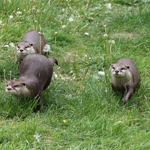 Asian small-clawed otters