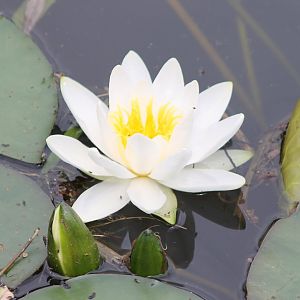 Water lily
