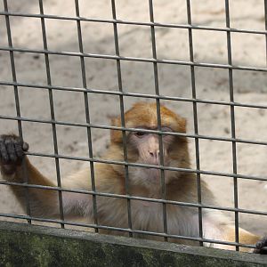 Barbary macaque