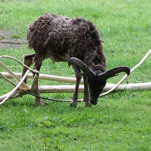 Mouflon