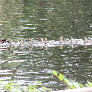 anada goose family