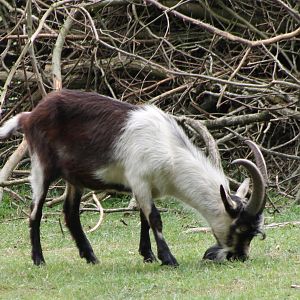 Some kind of Goat-breed