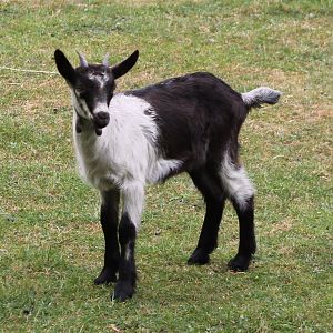 Some kind of Goat-breed