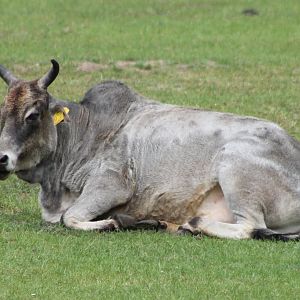 Zebu