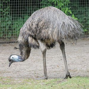 Emu